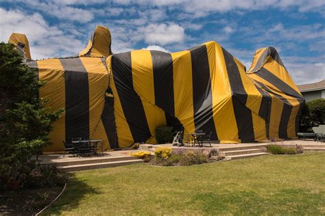 Termite tenting cost. Things To Know About Termite tenting cost. 
